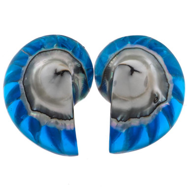 925 Silver Blue Resin Fill Nautilus Shell Chamber Sterling Stud Earrings, 1.2"