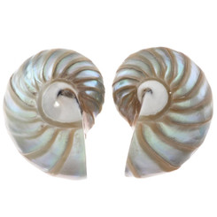 925 Silver Paisley Green Blue Nautilus Shell Sterling Stud Earrings, 1.2"