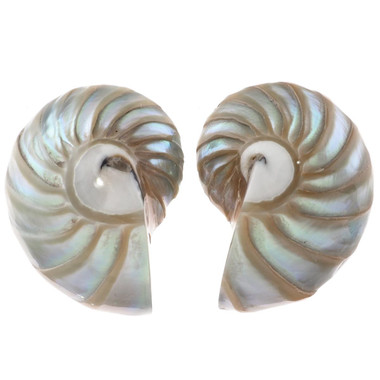 925 Silver Paisley Green Blue Nautilus Shell Sterling Stud Earrings, 1.2"