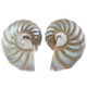 925 Silver Paisley Green Blue Nautilus Shell Sterling Stud Earrings, 1.2"