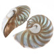 925 Silver Paisley Green Blue Nautilus Shell Sterling Stud Earrings, 1.2"