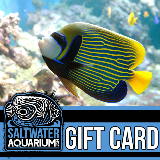 500.00 Gift Certificate