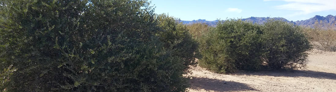 Desert Oasis Skincare, Jojoba plants in the Arizona Desert. 