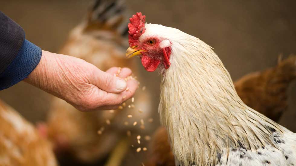 Feeding a chicken by hand