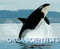 The Orca Scientists by Kim Perez Valice, Andy Comins, 9780544898264