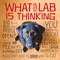 What Your Lab is Thinking by Willow Creek Press, 9781682348222
