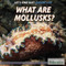 What Are Mollusks? by Sarah Machajewski, 9781508103882