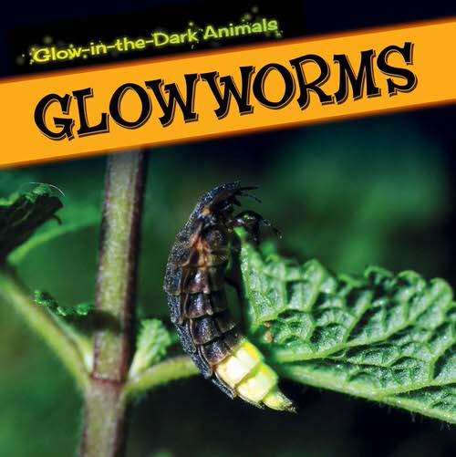 Glowworms by Kristen Rajczak Nelson, 9781499401271