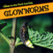 Glowworms by Kristen Rajczak Nelson, 9781499401271