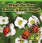 What Do You Know About Bugs? (Understand Place Value) by Alana Olsen, 9781477746639