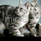 The Mind of a Cat by Liz Abeler Blaylock, 9781944833497