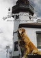 Lightkeepers' Menagerie (Stories of Animals at Lighthouses) by Elinor De Wire, 9781561643905