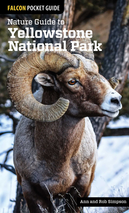 Nature Guide to Yellowstone National Park by Ann Simpson, Rob Simpson, 9781493009671