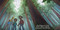 Good Night Redwoods by Adam Gamble, Mark Jasper, Kevin Keele, 9781602197794