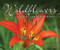 Wildflowers (Nature's Stunning Beauty on Display) by Stan Tekiela, 9781591937883