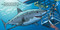 Good Night Sharks by Adam Gamble, Mark Jasper, Cooper Kelly, 9781602196636