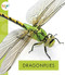 Dragonflies - 9781681523750 by Nessa Black, 9781681523750
