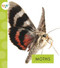 Moths - 9781681523767 by Nessa Black, 9781681523767