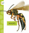 Wasps - 9781681523798 by Nessa Black, 9781681523798