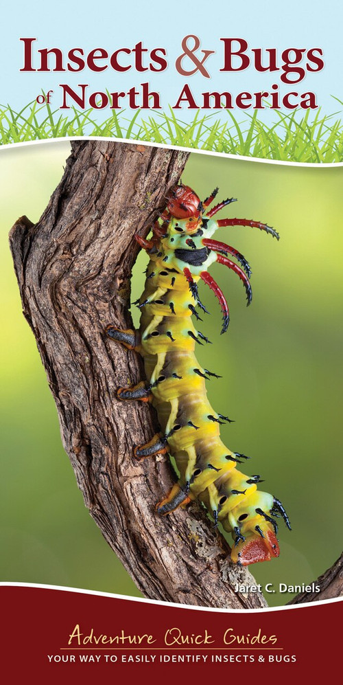 Insects & Bugs of North America (Your Way to Easily Identify Insects & Bugs) by Jaret C. Daniels, 9781591938187