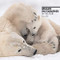 Wildlife Photographer of the Year Desk Diary 2020 by Natural History Museum, 9780565094812