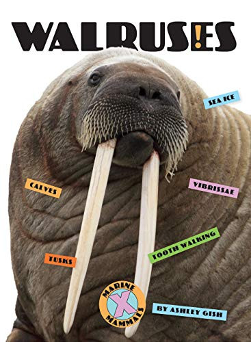 Walruses - 9781628327564 by Ashley Gish, 9781628327564