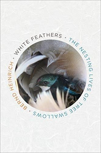 White Feathers (The Nesting Lives of Tree Swallows) by Bernd Heinrich, 9781328604415
