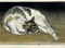The Well-Read Cat by Michèle Sacquin, Pierre Rosenberg, 9788889854563