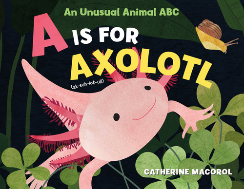 A Is for Axolotl: An Unusual Animal ABC by Catherine Macorol, Catherine Macorol, 9781250108104