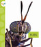 Flies - 9781681522272 by Nessa Black, 9781681522272