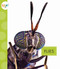Flies - 9781681522272 by Nessa Black, 9781681522272