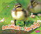 Animals in Spring by John Krenz, Martha E. H. Rustad, 9781429693585