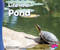 Life in a Pond by Carol K. Lindeen, 9781515734635