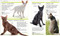Pocket Genius Cats by DK, 9781465490988
