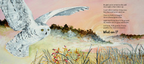 So Imagine Me (Nature Riddles in Poetry) by Lynn Davies, Chrissie Park-MacNeil, 9781771088671