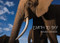 Michael Nichols: Earth to Sky (Among Africa's Elephants, a Species in Crisis) by Michael Nichols, Michael Nichols, 9781597112437
