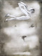 Bird - 9781927018644 by Beatriz Martin Vidal