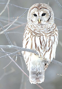 Snow Owl Boxed Holiday Half Notecards by Galison, rockon, Masterfile, 9780735344341