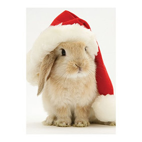 Santa Bunny Holiday Half Notecard by Galison, Warren Photographic Ltd., 9780735352308