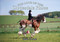 For Love of the Clydesdale Horse by Heidi M. Sands, 9781912158126