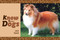 Know Your Dogs by Jack Byard, 9781908397164