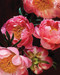 Pretty Peonies (20 Different Notecards and Envelopes) (Miniature Edition) by Kari Herer, 9781452145051