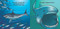 Bath Time Sharks by Adam Gamble, Mark Jasper, Harvey Stevenson, 9781602198784