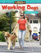 Amazing Animals: Working Dogs (Summarizing Data) by Lisa Steele MacDonald, Lisa MacDonald, 9781425858957