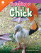 Hatching a Chick by Dona Herweck Rice, 9781493866618