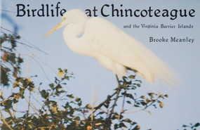 Birdlife at Chincoteague and the Virginia Barrier Islands by Brooke Meanley, 9780870332579