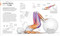 Science of Strength Training (Understand the anatomy and physiology to transform your body) by Austin Current, 9780744026955