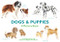 Dogs & Puppies (A Memory Game) by Marcel George, Emma Aguado, 9781786272744