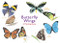 Butterfly Wings (A Matching Game) by Christine Berrie, Mike Unwin, 9781786272850