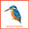 Bird Bingo by Christine Berrie, 9781856699174